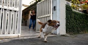 Cachorro escapou pelo portão e terminou preso no quintal da casa ao lado, mas a situação virou discussão quando o vizinho se recusou a permitir que o tutor entrasse para buscá lo