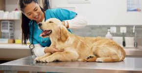 Animal vomitando: 7 causas comuns que merecem atenção 