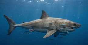 Uma vértebra esquecida em um museu ajudou cientistas a reconstruir um megalodonte de cerca de 24 metros
