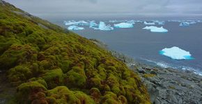 Por que o aquecimento global está deixando a Antártida verde