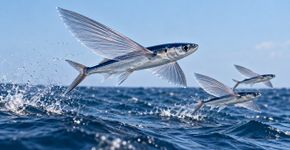 Peixes voadores aceleram debaixo d’água e abrem nadadeiras ampliadas ao romper a superfície, planando dezenas de metros antes de tocar o mar novamente e usando a cauda para ganhar novo impulso quando retornam