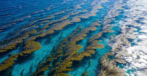 O único mar do mundo que não banha o litoral de nenhum país é uma das maiores fontes de oxigênio da Terra