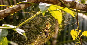 A teia mortal dessa aranha que consegue capturar presas dez vezes maiores que ela