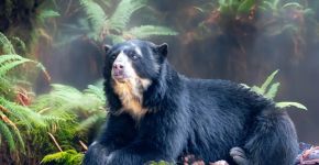 Urso-de-óculos: 7 curiosidades sobre o único urso nativo da América do Sul 