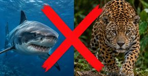 Nem tubarão, nem onça: o animal que mais mata seres humanos é pequeno, comum e vive perto de casa