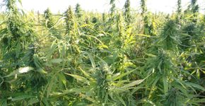 Saiba como a legalização da maconha pode salvar o mundo da crise econômica