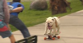 Cão entra para o livro dos recordes ao percorrer de skate ‘maior túnel humano’ no Peru