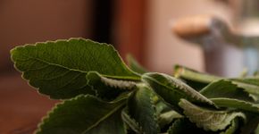 Banho de boldo: aprenda a afastar energias negativas