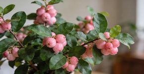 A planta que você deve cultivar em casa: seu aroma supera o de qualquer perfume