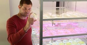 Nova alga é capaz de produzir cinco vezes mais hidrogênio