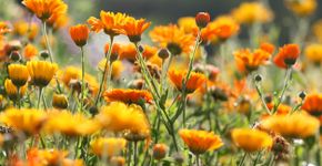 Foto: (SchmitzOlaf/istock)