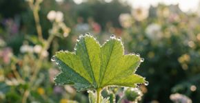 O que significa quando as folhas as suas plantas amanhecem com gotas de água?
