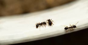 Formigas na cozinha? Solução natural promete espantar os insetos sem veneno