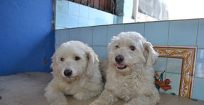 Protetora de animais cria rede online de adoção no Rio