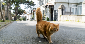 Foto: (Istock/photoman)
