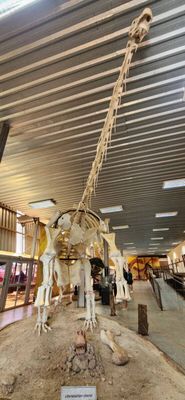 Esqueleto de um  Uberabatitan ribeiroi, o maior dinossauro já descoberto no Brasil