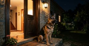 Os melhores cães de guarda para quem mora sozinho