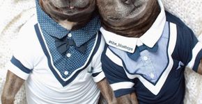 Irmãos pitbulls mostram que a raça pode ser tão dócil quanto qualquer outra