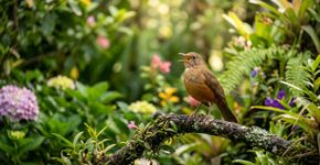 O que significa, segundo especialistas, o canto dos pássaros durante o dia em sua casa ou jardim?