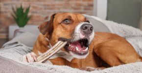 Osso para cachorro: 5 perigos do alimento para o animal