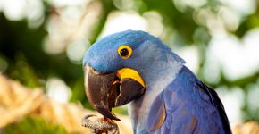 Foto: (Istock/eli_asenova)
