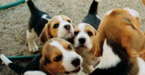 Por que usam beagles em testes de laboratório?