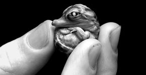 Fotos de pequenas criaturas em mãos humanas