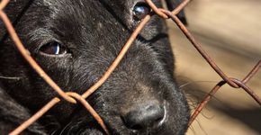 Manual de resgate: saiba como ajudar animais abandonados