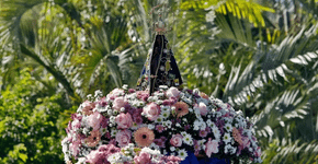 Dia de Nossa Senhora Aparecida: conheça flores para homenagear a santa