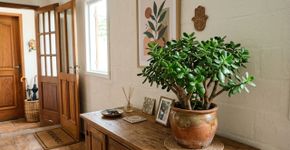 Segundo o Feng Shui, a planta que protege sua casa da má sorte.