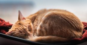 Saiba o melhor cantinho para o seu gato dormir no inverno
