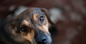 Foto: (Nid Goloti / iStock)