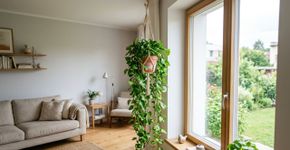 A melhor planta para enfeitar sua casa e transformar seu jardim
