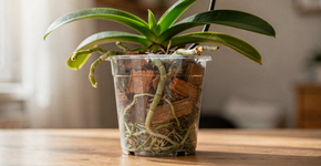 É mesmo necessário cortar as raízes da orquídea que estão saindo do vaso?