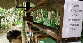 Diadema vai inaugurar meliponários do projeto “Tem Abelha no Meu Jardim”