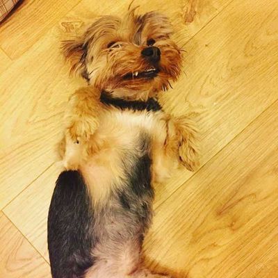 Veja alguns dos cães e gatos que já estão participando do #MostreABarriguinha!