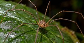Parece uma aranha perigosa, mas não é: o opilião não possui veneno e sequer consegue picar uma pessoa