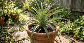 A coroa do abacaxi ainda pode virar planta: o detalhe que precisa secar antes do vaso