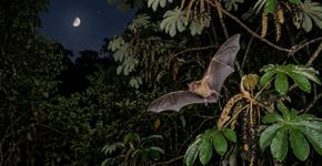 Se você notar morcegos voando perto da sua casa ou do jardim à noite, explicamos o que isso significa e por que pode ser um bom sinal