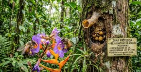 Pela primeira vez na trajetória jurídica global um país reconheceu os direitos legais de insetos e são as abelhas sem ferrão da Amazônia peruana que dão o passo inicial rumo a um novo sistema de coexistência entre a natureza e a lei
