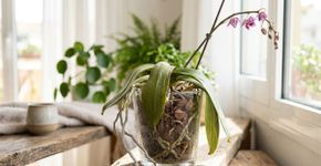 O que significa quando a orquídea começa a murchar?