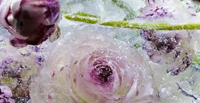 Fotógrafo congela flores e revela novas texturas