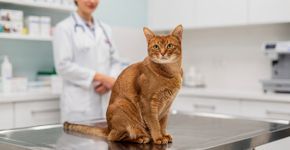 Quanto custa castrar um gato e por que vale tanto a pena?