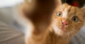 Foto: (SrdjanPav/istock)
