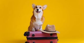 12 dicas para viajar com o pet com conforto e segurança