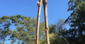 Com intervenção no Ibirapuera, projeto chama atenção para árvores caídas em SP