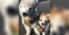 Conheça a história do cachorro cego que tem um cão guia