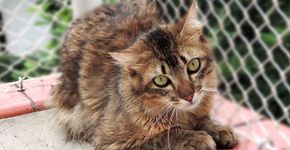 ONG que resgata gatos de rua lança campanha para salvar mais animais