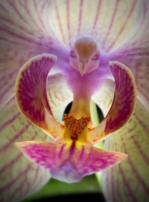 Orquídea que parece um lindo pássaro