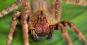 9 grupos de animais invertebrados e suas principais características